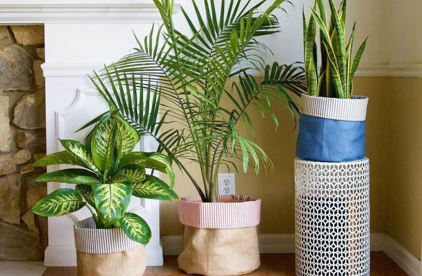 Planters To Make Your Home Feel Lively