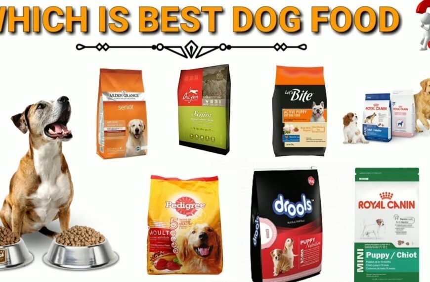 best food for dogs