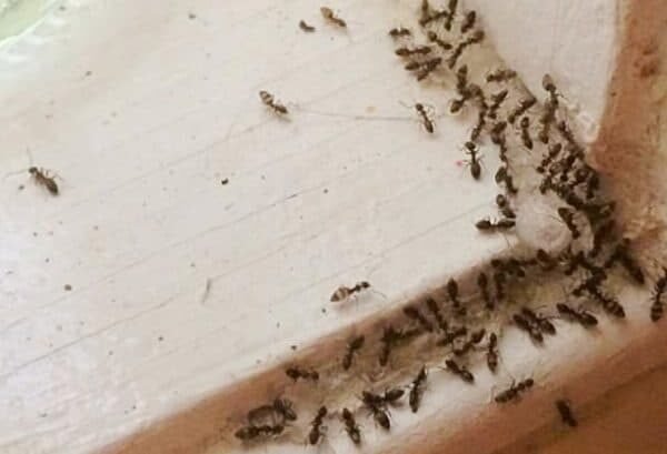 Ant Infestation