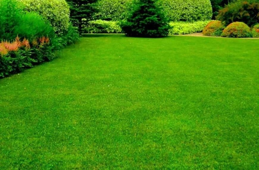 Artificial Grass Abu Dhabi