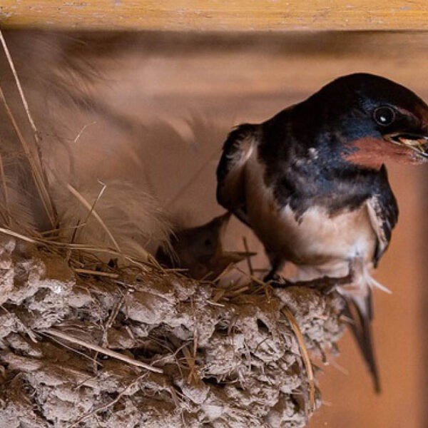 Time to Bird Proof Your Property