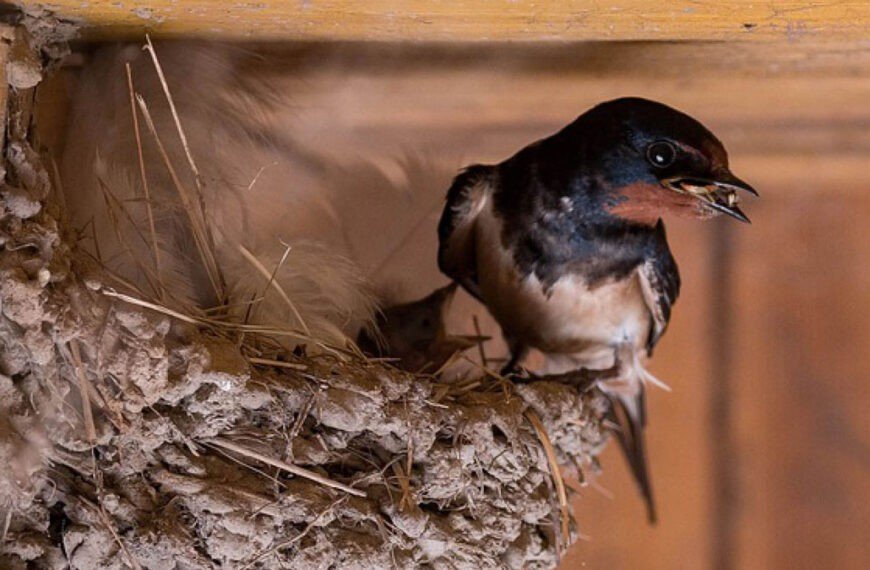 Time to Bird Proof Your Property
