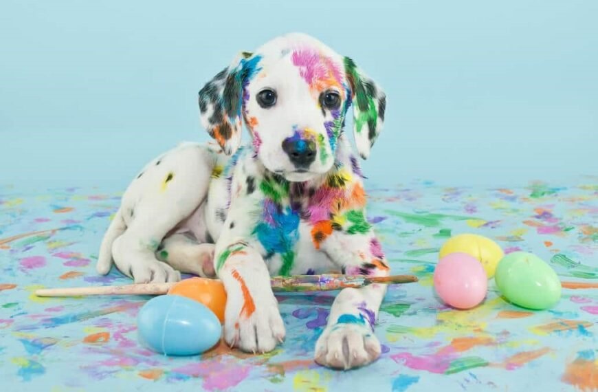 Are You Ready To Buy Your Family Dog At Cheap Rate—Dalmatian Puppy’s Here
