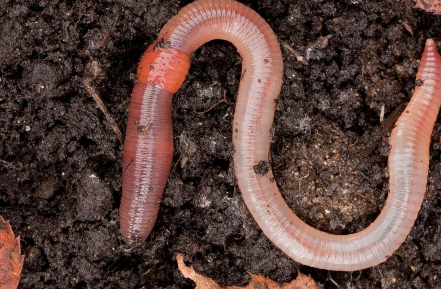 Earthworm