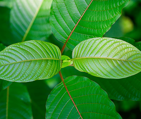 Kratom Usage