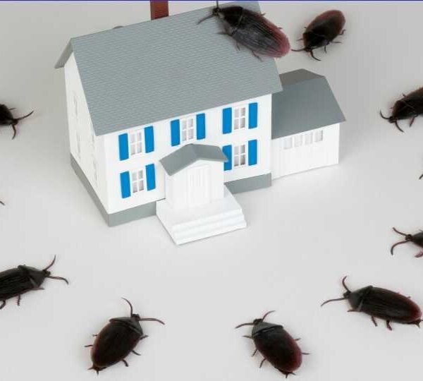 How To Get Rid Of Roaches In Your Home