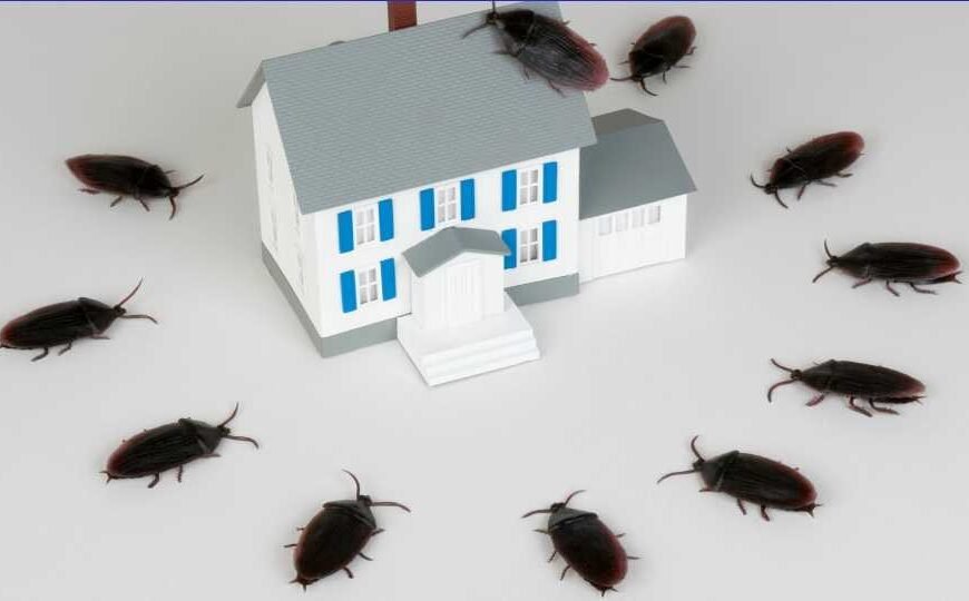 How To Get Rid Of Roaches In Your Home