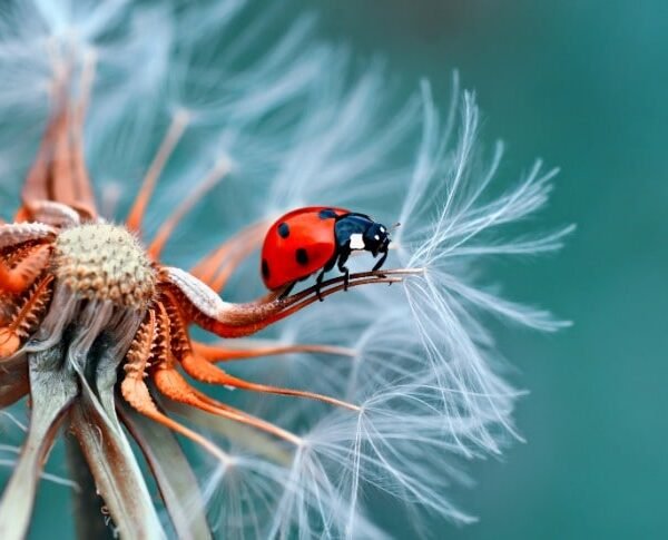 Red Insect Wandering on the Flower