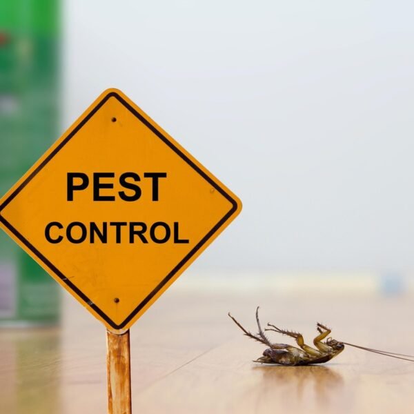 Process For Pest Removal: Easy And Affordable 
