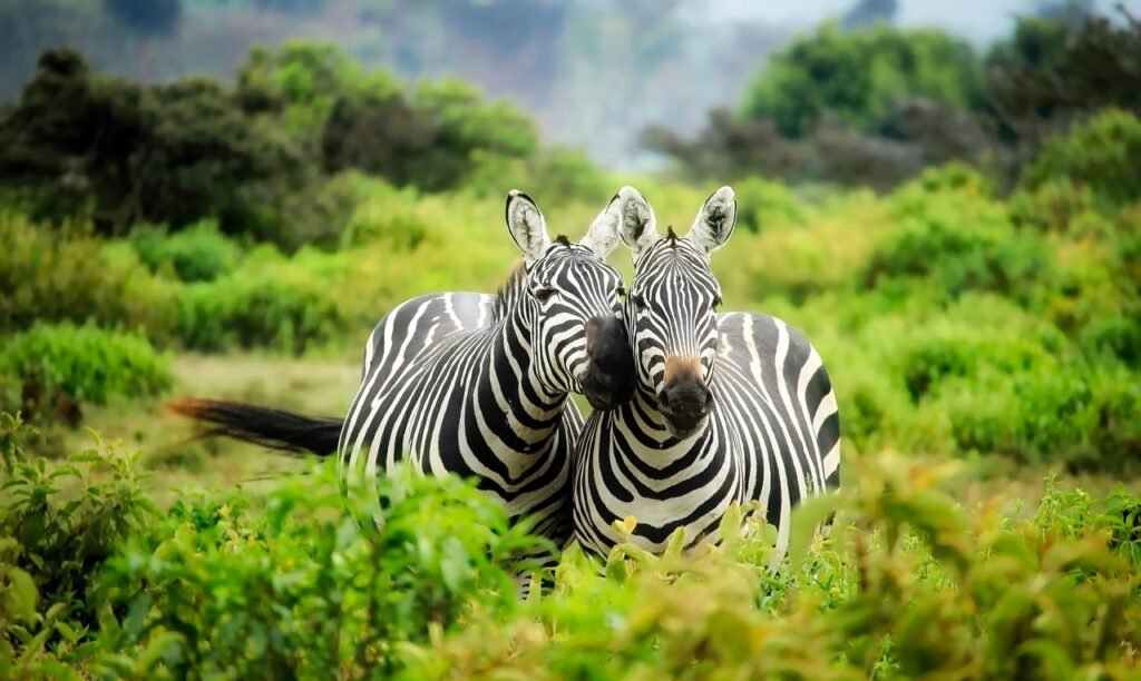Safari" in Africa