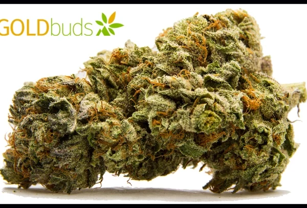 Buying Faded Edibles from Goldbuds