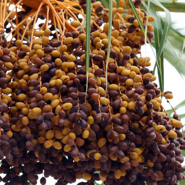 The Dates Super Guide