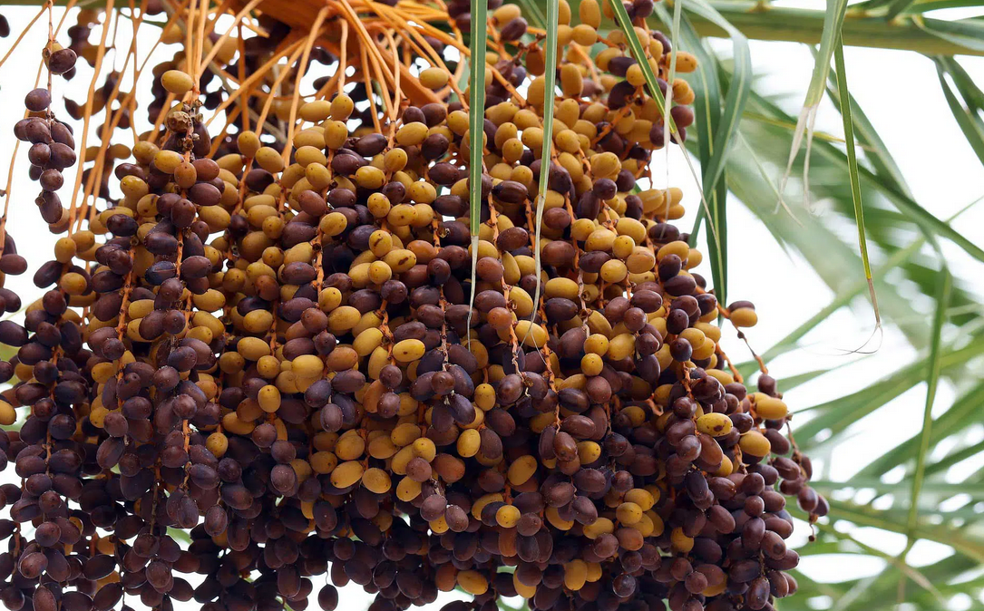 The Dates Super Guide