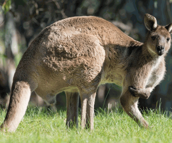 Why Do Kangaroos Play with Their Balls