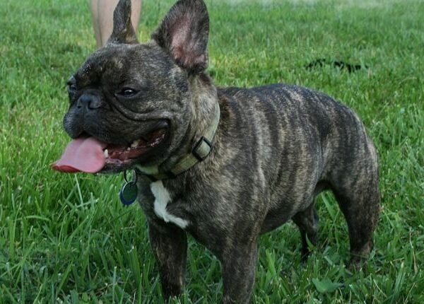 French Bulldog Life Span