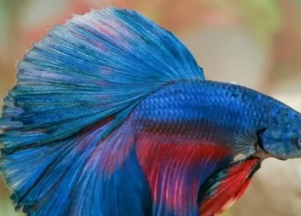 How to Create the Ideal Lighting and Heating Environment for Betta Fish Care