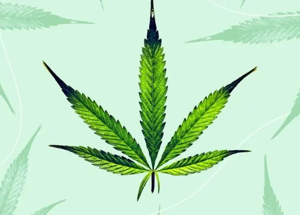 The Rise of Cannabis: Exploring The Benefits and Popularity Behind Its Growing Appeal