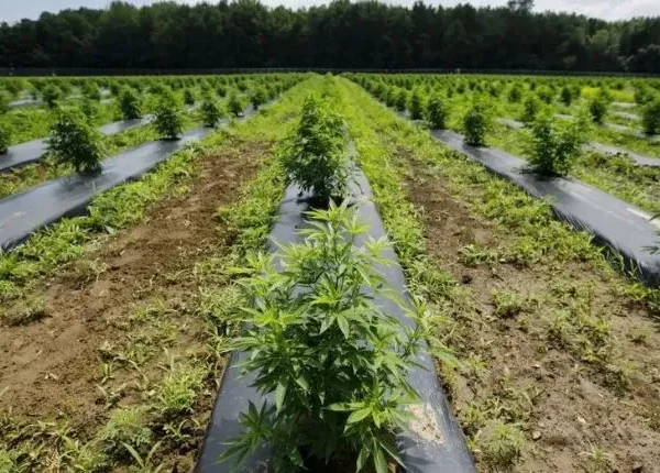 CBD vs. THC: Breaking Down The Differences Between The Two Cannabinoids