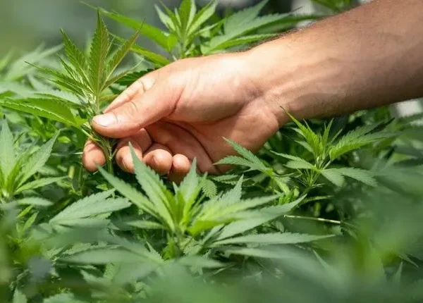 How To Find A Weed Store In Washington DC