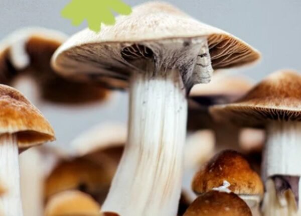 Where to Buy Penis Envy Mushrooms Online