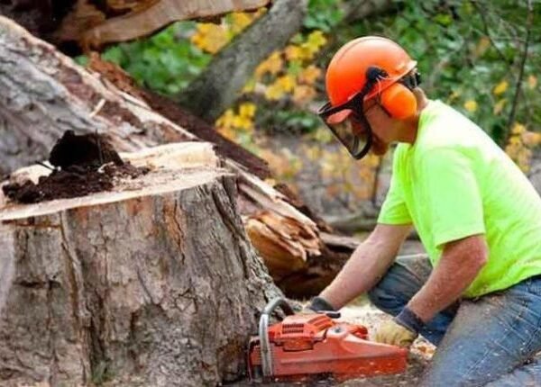 Why are tree removal services important?
