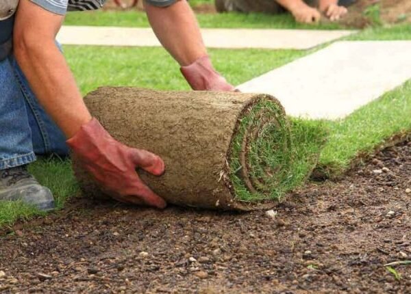 What is the best soil for an instant lawn?