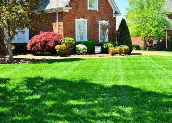 Unveiling the Secrets to a Lush and Vibrant Lawn: Mastering the Art of Lawn Care