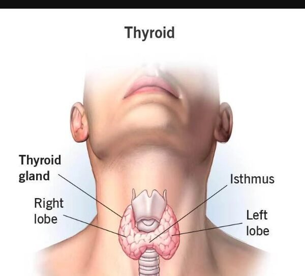 Thyroid Health