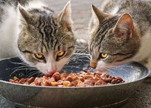 From Kibble to Canned: Exploring Different Types of Cat Food