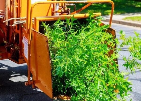 Trusted Orange County Tree Service Providers