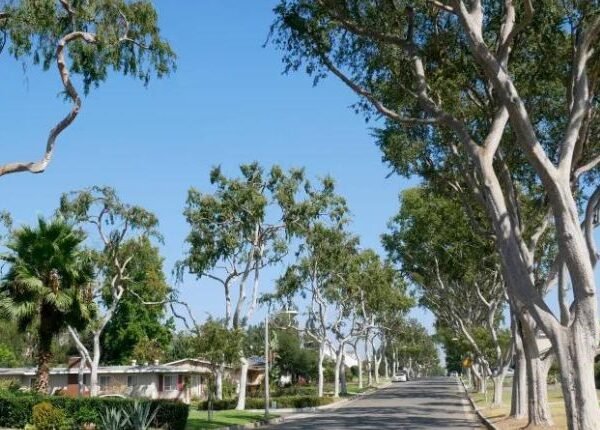 Choosing A Tree Service Fullerton