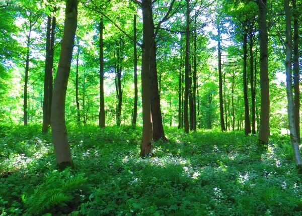 Orange County Tree Services: Expert Care For Your Arboreal Needs