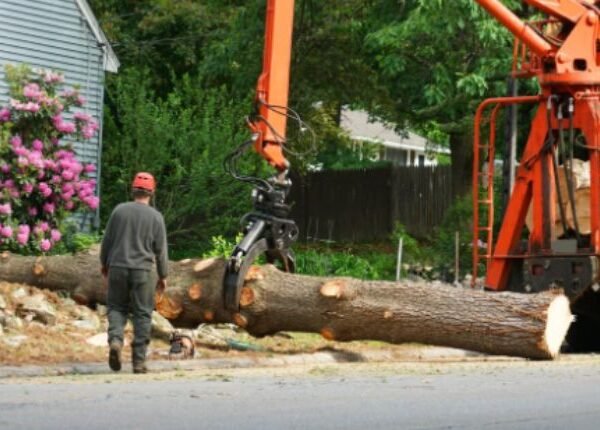 The Benefits Of A Fullerton Tree Service