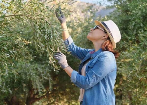 Choosing A Tree Service Fullerton Company