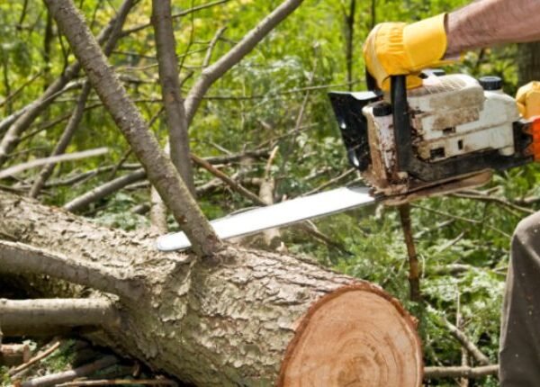 Services Offered By A Tree Service Westminster