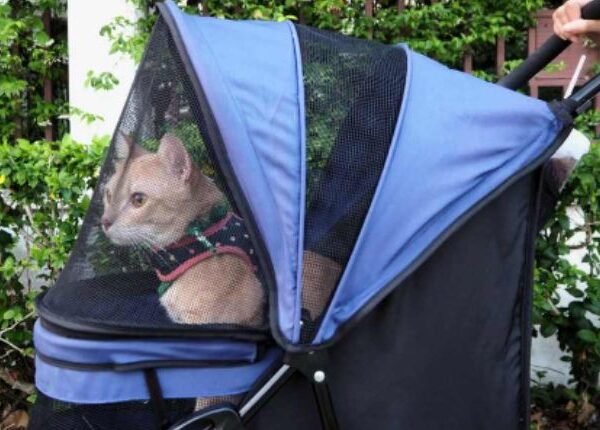 How To Choose The Best Cat Stroller For Your Cat From MEWCATS