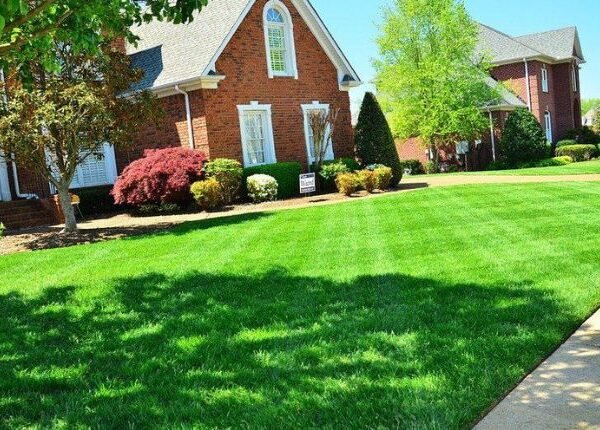 Lawn Care Tips for Homeowners in Golden, CO: The Ultimate Guide