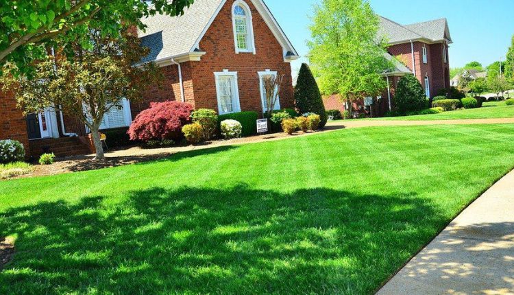 Lawn Care Tips for Homeowners in Golden, CO: The Ultimate Guide