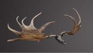 Rare Irish Elk Horns For Sale: A Unique Opportunity To Own A Piece Of Prehistoric History