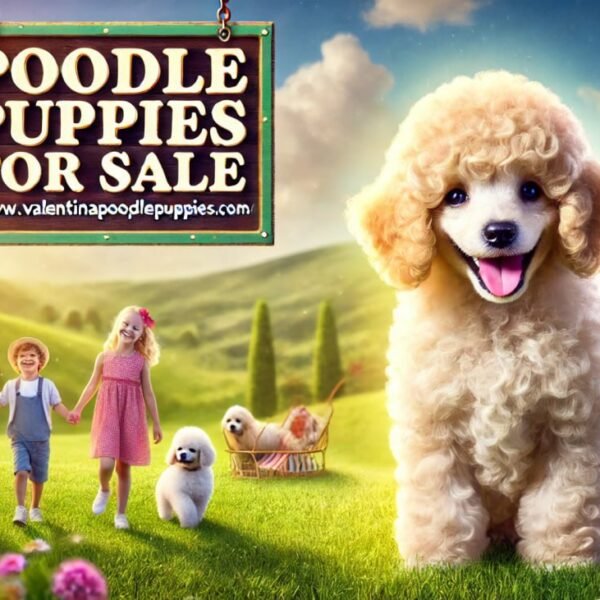 Poodle puppies for sale