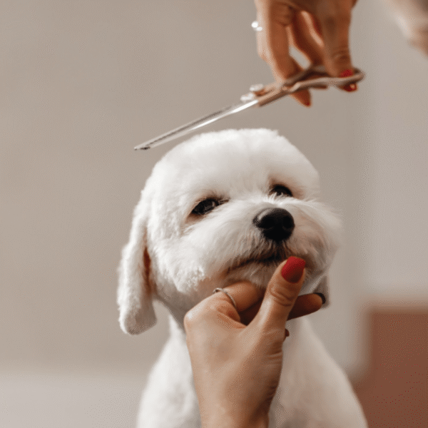 Dog Grooming