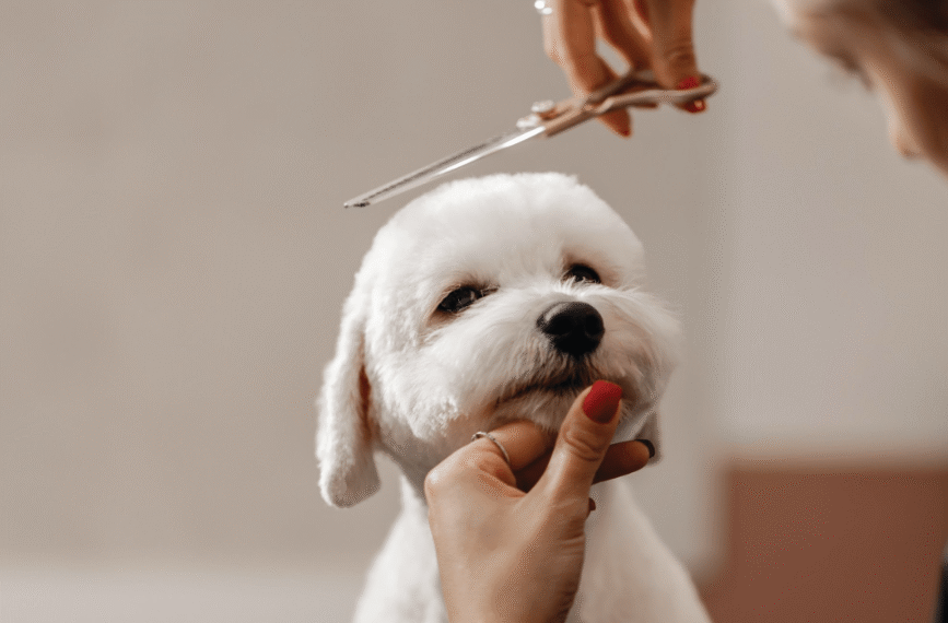 Dog Grooming