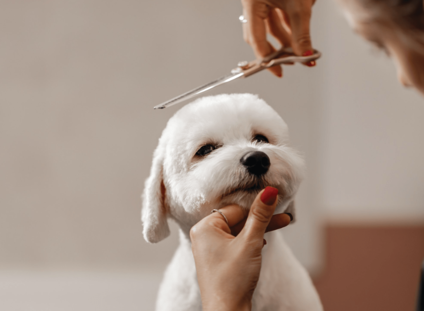 Dog Grooming
