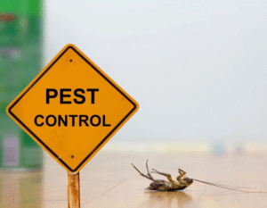Importance of Professional Pest Control for a Healthy Home