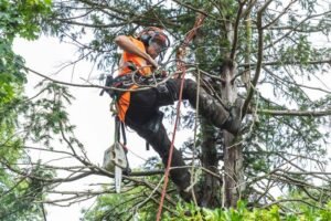 Complete Tree Surgeon Services for Safer, Healthier Outdoor Spaces
