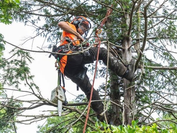 Tree Surgeon