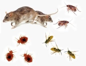 Choosing the Right Pest Control Company for Long-Term Prevention